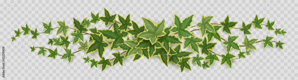 Border of ivy vines, lianas with green leaves. Long wavy creeper ...