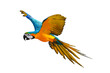 Macaw Parrot flying isolated on transparent background.