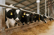 © AnnaStills - Herd of cows with tags on their ears standing behind animal pen in a row on agricultural farm