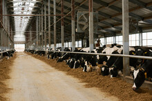 Big Dairy Farm With Herd Of Black And White Cows Standing In Stall And Eating Fresh Hay