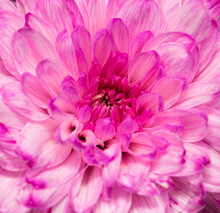 Pink Chrysanthemum Flower Petals As Background