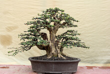 Bonsai In A Pot Like A Tree In The Forest