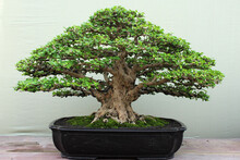 Bonsai In A Pot Like A Tree In The Forest