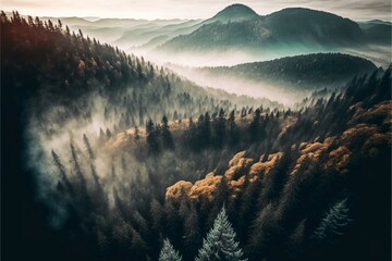 Poster - dense forest on misty autumn day