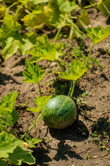 Wall Mural - pumpkin in the organic garden