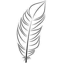 Feather Illustration, Drawing, Engraving, Ink Line Art