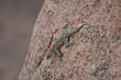 gekko on Rock background pattern namibia Africa