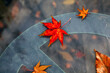 Bright red maple leaves