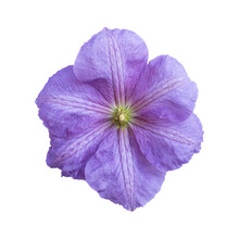 Beautiful Purple Clematis Isolated On White Background. Close Up.