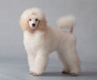 young standard poodle standing in grey background