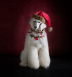 Giant Poodle in Christmas costume