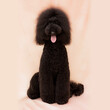 black giant poodle in pink background