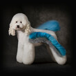 White poodle in creative grooming color blue