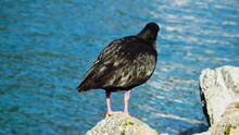 Variable Oystercatcher (Haematopus Unicolor) On A Rock In, New Zealand