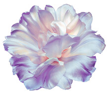 Light Purple  Tulip Flower  On White Isolated Background With Clipping Path. Closeup.   For Design.  Nature.