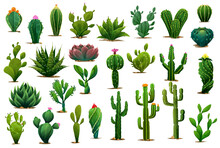 Cartoon Prickly Succulent Cactus Plants And Desert Flowers. Isolated Vector Green Cacti Plants Of Aloe, Agave And Opuntia With Blossom Flowers, Prickly Saguaro Or Peyote And Tropical Cactus