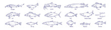 Outlined Fishes, Vintage Drawings Set. Sea And River Species Drawn In Retro Style. Contoured Salmon, Tuna, Trout, Cod, Pike, Perch, Herring. Detailed Vector Illustrations Isolated On White Background