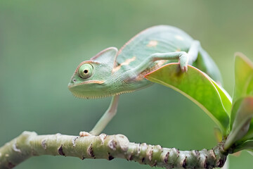 Wall Mural - Baby chameleon veiled on branch, Baby veiled chameleon closeup on green leaves