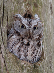 Wall Mural - Eastern screech owl with eyes open hunts from his nest in tree in Canada