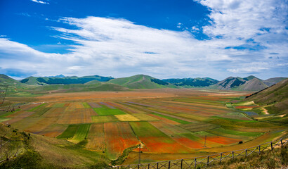  Flowering in the lentil fields in Castelluccio di Norcia