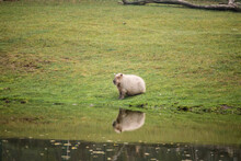 Hydrochoerinae, Hydrochoerus Hydrochaeris Resting On The Shore Of The Lake. Big Herbivore Rodent. Capybara