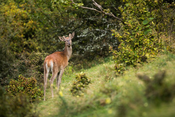 Wall Mural - Young red deer, cervus elaphus, standing on slope in suumertime nature. Immature stag looking to the camera on hill in summer. Juvenile mammal watching in forest.