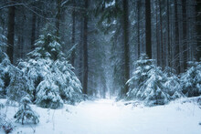 Winter Forest Landscape, Path And Trees Covered With Snow In Foggy Forest