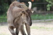 Superbe jeune chèvre de montagne brune aux longues et larges cornes incurvées
