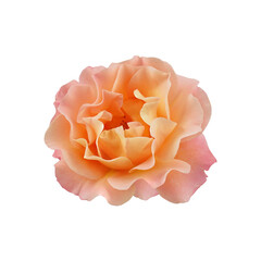 Wall Mural - orange rose on transparent background