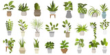 Flat vector Illustration of a foliage plant Flat vector Illustration of a foliage plant