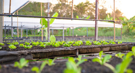 Wall Mural - Organic vegetable garden. Cultivation of an open farm system. agricultural industry. Non-toxic vegetables.