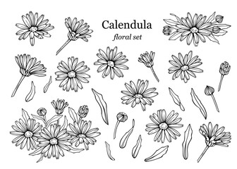 Wall Mural - Сalendula flowers set, line art drawing. Marigold flowers, buds and leaves isolated on white background, vector illustration