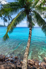 Wall Mural - Tropical sea with palm