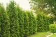 Western thuja emerald green hedge, evergreen trees planted abreast make dense natural wall. Landscape design concept