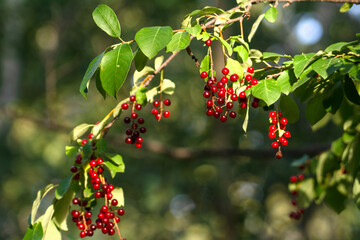 Wild cherries growing on tree