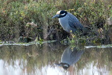 Yellow Crowned Night Heron Relaxed By The Stream Side In San Diego County