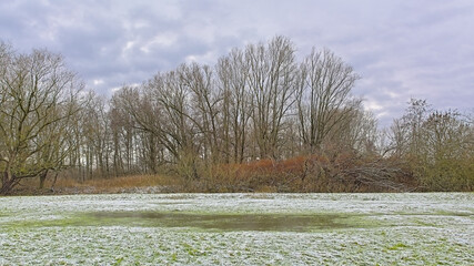 Wall Mural - Frozen meadow and  bare trees on a cloudy winter day in  Damvallei nature reserve, Ghent, Flanders, Belgium