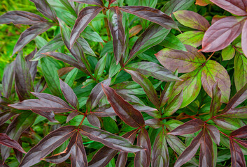 Autumn floral background of bright leaves of a free-growing garden peony.