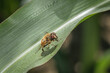 Makro detail Nahaufnahme einer Schwebfliege sitzt auf einem Blatt eines Mais, Deutschland