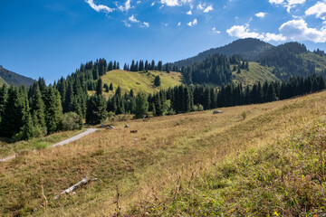 Sticker - autumn in the mountains