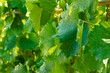 Winorośl w ogrodzie letnią porą. Liście winogron po deszczu z kropelkami wody