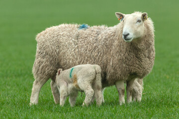 Wall Mural - Close up of a mother sheep in Springtime, stood in green pasture with her two newborn lambs suckling.  Facing front. Copy space.   Horizontal.