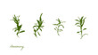 herbal cooking rosemary silhouettes