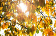 Yellow and green leaves in the sunlight in autumn