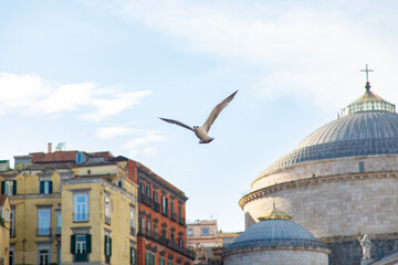 A seagull flies against the background of the main square of Naples Plebiscito. Naples Italy