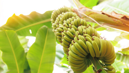 Plantation fruits tree in greenhouses, Closeup bunch growing ripe yellow banana with sunlight