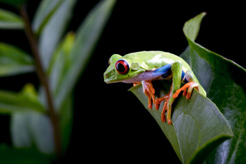 Wall Mural - Close up photo of red-eyed tree frog on a leaf