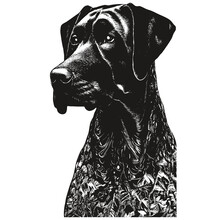 Pointer German Shorthaired Clip Art Vector Hand Drawn ,black And White Drawing Of Dog Kurzhaar