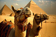 Two camels in Egypt, not far from the Pyramid of Cheops. Generative AI