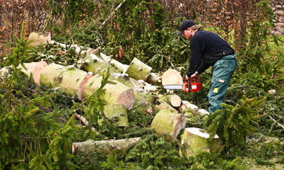 Woodcutter in action in denmark